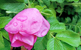 Pink flower water droplets green 3 - petal free wallpaper