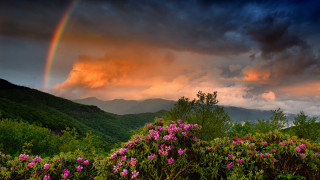 Rainbow mountain flower sunset forest - over a mountain range free wallpaper for desktop