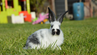 Rabbit grass toy house play - a rabbit free wallpaper