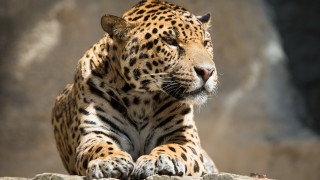 Leopard rock camouflage tiger animals - a large leopard free wallpaper