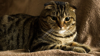 Sad cat laying blanket realistic - sad free wallpaper