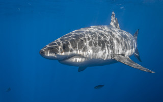 White shark sunny ocean fish - a fish nearby free wallpaper