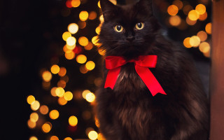 Black cat christmas bow lights - its neck free wallpaper