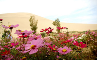 Pink flower field sunset desert 2 - amir zand free wallpaper for desktop