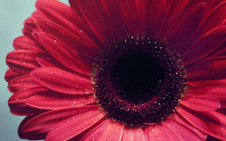 Red flower water droplets blue 2 - a black center free wallpaper for desktop