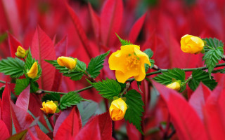 Yellow flower red plant green - a yellow flower free wallpaper