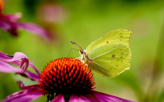 Yellow butterfly purple flower field - a pink flower in the foreground free wallpaper