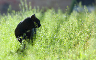 Black cat walking green field - a lush green field of grass free wallpaper for desktop