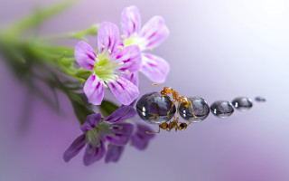 Bugs on daisy purple background - anthony s waters free wallpaper