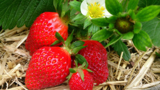 Three strawberries flower leafy berry - the ground next free wallpaper