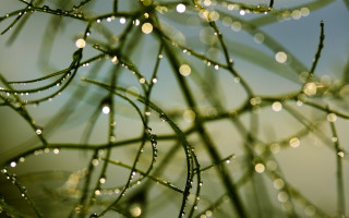 Water drops plant bokeh christmas - a close up of a plant free wallpaper