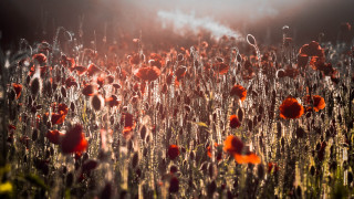Red flowers sunset clouds cityscape - a sun free wallpaper for desktop