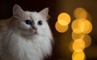 White cat blue eyes bokeh - a white cat free wallpaper