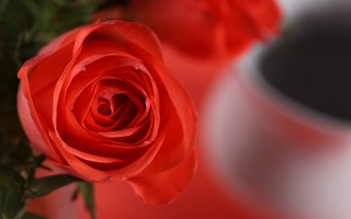 Red rose vase macro art - the background and a blurry background free wallpaper