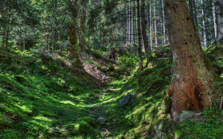 Woodland path tree rock landart - free forest wallpaper for desktop