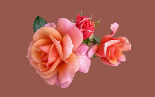 Orange pink roses brown background - rose free wallpaper for desktop