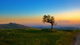 Lone tree grassy hill sunset 3 - a grassy hill free wallpaper for desktop