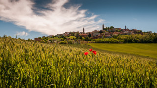 Field castle flower sky landscape - a red flower in the foreground free wallpaper