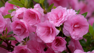 Pink flowers water droplets green 5 - a green stem free wallpaper