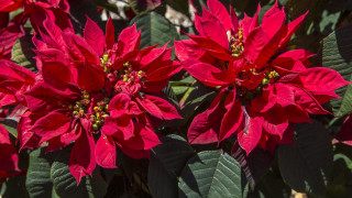 Red flowers green leaves macro - a green leaf in the foreground free wallpaper