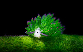 Green bush butterfly wings biolu - a green surface free wallpaper