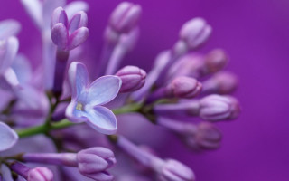 Purple flower closeup bokeh butterfly - a purple flower free wallpaper