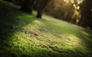 Grassy field trees sunlight forest - the background and sunlight free wallpaper for desktop