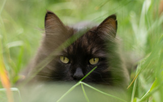 Black cat hiding grass gothic - moss free wallpaper