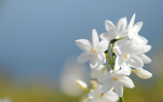 White flowers blue sky clouds 6 - a bunch free wallpaper