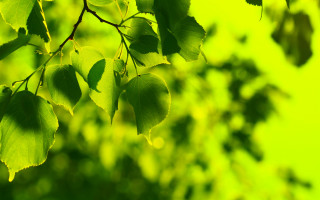 Tree branch leaves green bokeh - art green free wallpaper for desktop