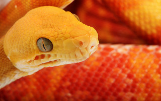 Yellow snake cobra autumn leaves - a black eye free wallpaper