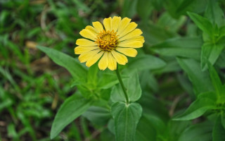 Yellow flower green leaves macro 6 - the background and a blurry background of grass free wallpaper