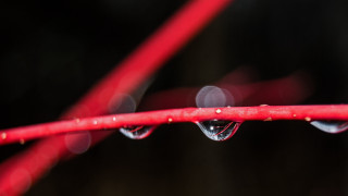 Red branch water drops macro - end free wallpaper