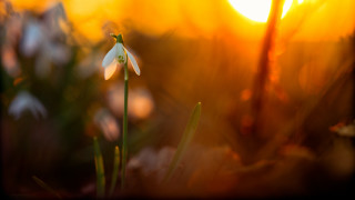 Flower sun blurry background macro - a flower free wallpaper for desktop