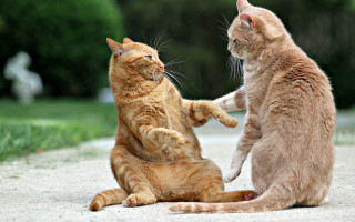 Cats playing outdoors stretching blurry - its leg free wallpaper