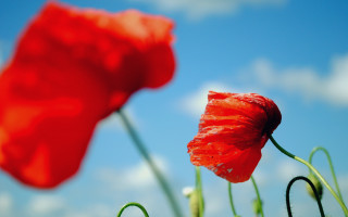 Red flower blue sky macro 2 - the sky behind free wallpaper