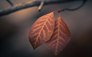 Two leaves hanging branch shallow - a few leaf free wallpaper for desktop