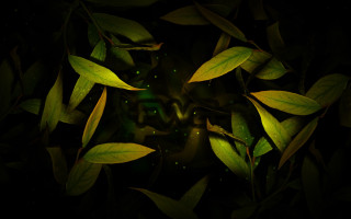 Green leafy plant light jungle - jungle free wallpaper