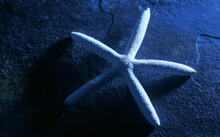 White starfish blue shadow black - a blue surface free wallpaper for desktop