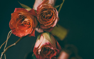 Person holding roses bouquet roses - cindy wright free wallpaper for desktop