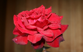 Red rose water droplets wood - a wooden background free wallpaper