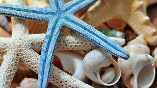 Starfish shells beach blue white - the beach together free wallpaper