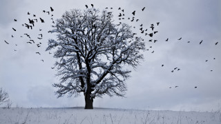 Birds snow tree cherry blossoms - a flock of birds free wallpaper