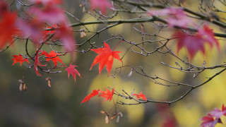 Branch red leaves autumn maple - a blurry background free wallpaper