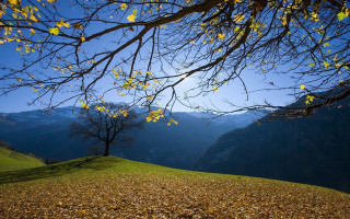 Tree yellow leaves hill mountains - yellow leaf free wallpaper for desktop