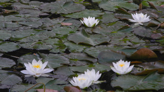 White water lilies pond leaves - water lily free wallpaper