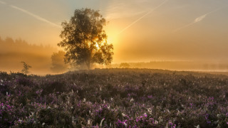 Tree fog sunset lake mountain - mist free wallpaper