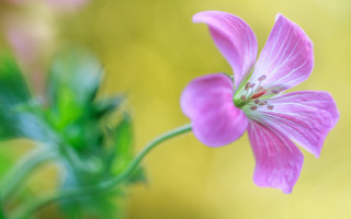 Pink flower green stem blurry - a blurry image of a flower free wallpaper