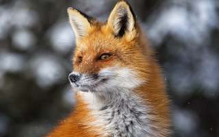 Red fox snowy face distant - animal free wallpaper for desktop