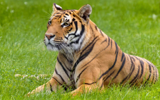 Tiger laying in grass looking - a tiger free wallpaper for desktop